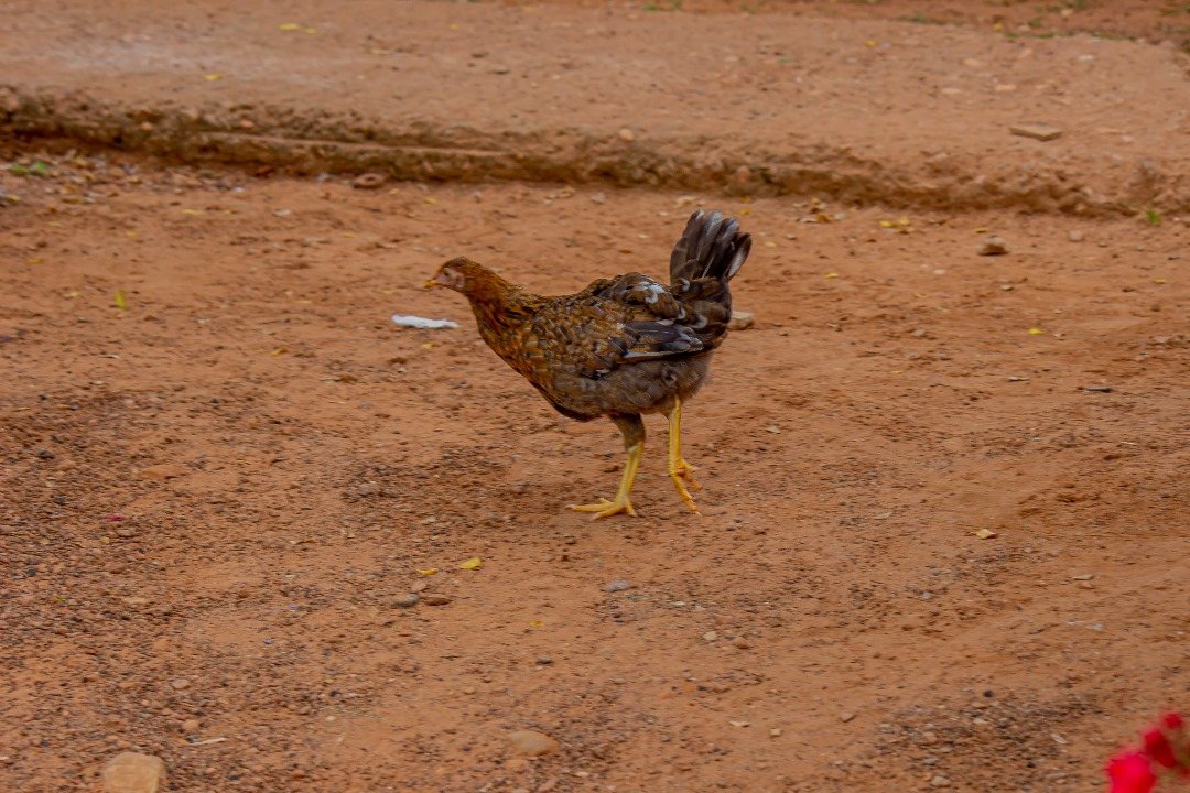 Archival photograph of a hen in Ghana, used to illustrate questions about poultry sourcing in hospitality