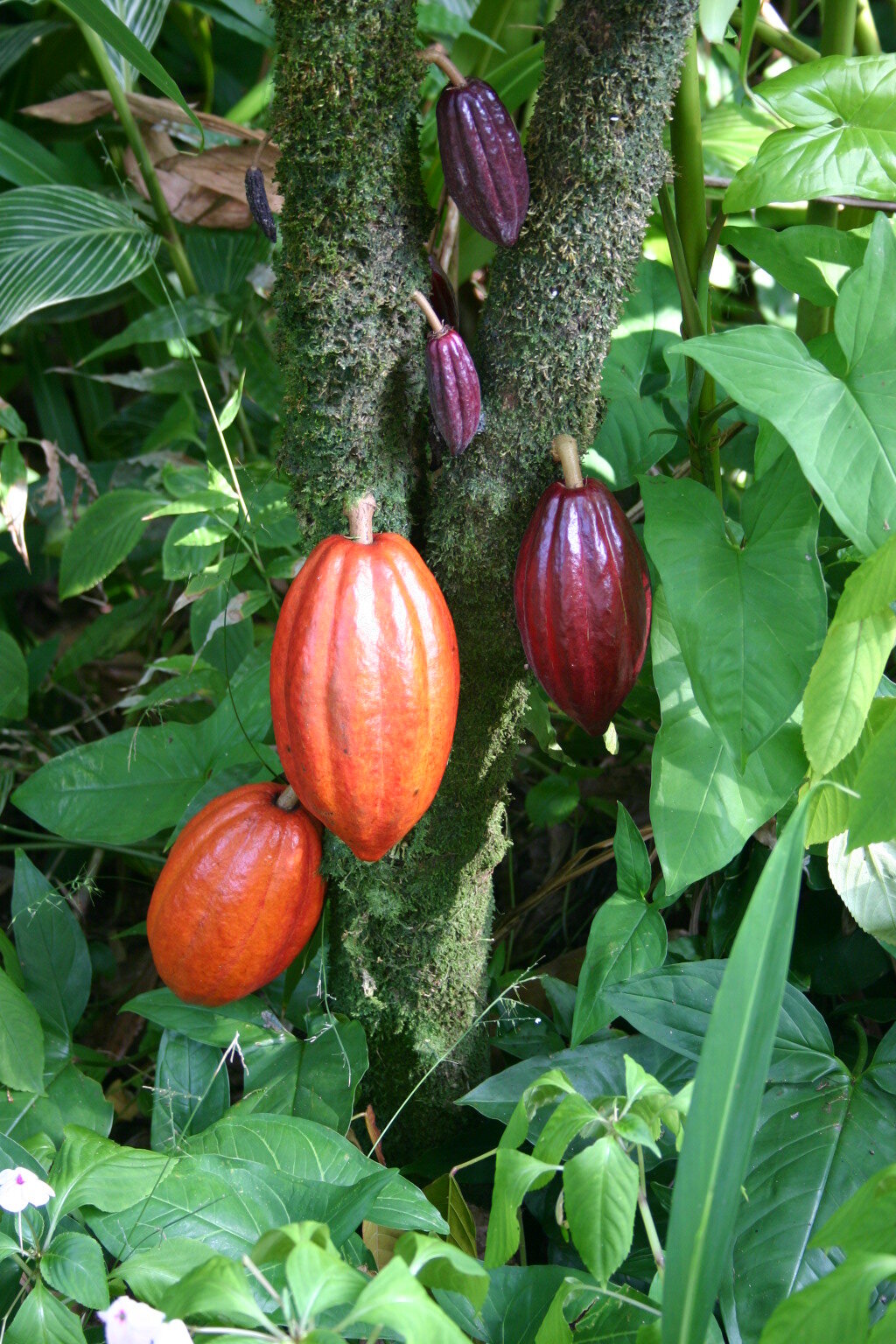 Ripe cocoa pods on a tree