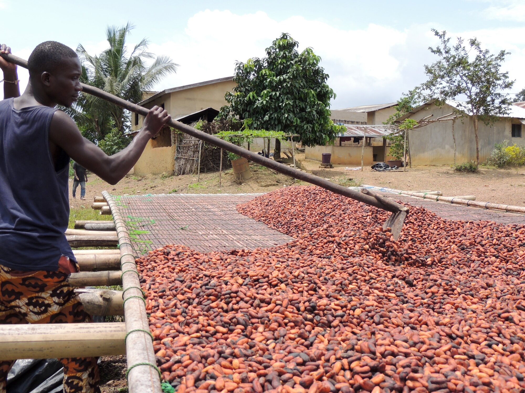 A cocoa farmer working among cocoa trees