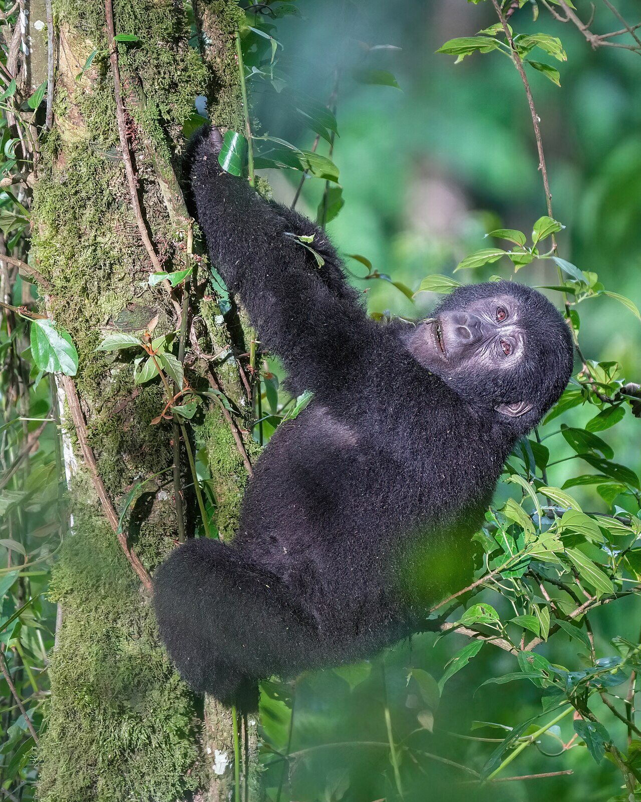 Mountain gorilla climbing a tree in Bwindi