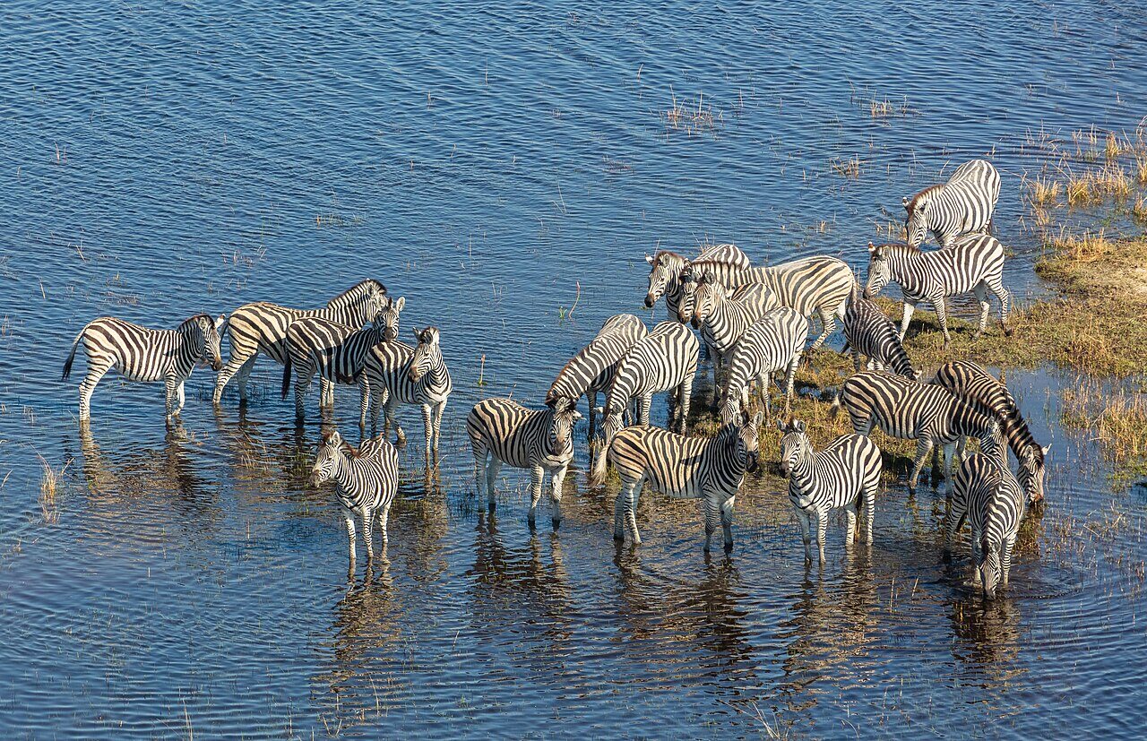 Aerial view of zebras in the Okavango Delta