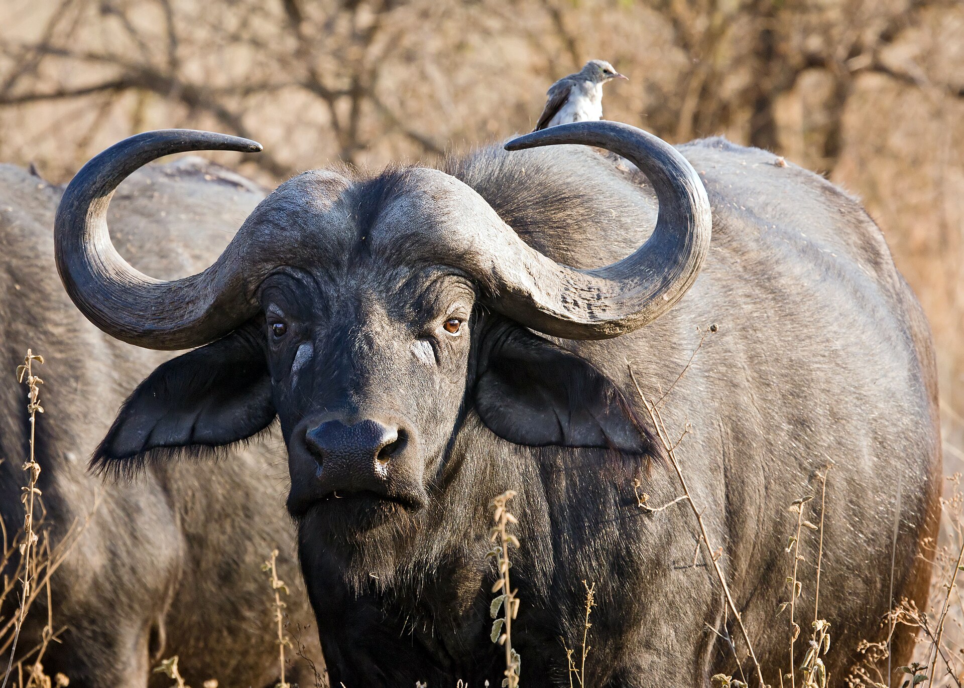 Buffalo in the Serengeti